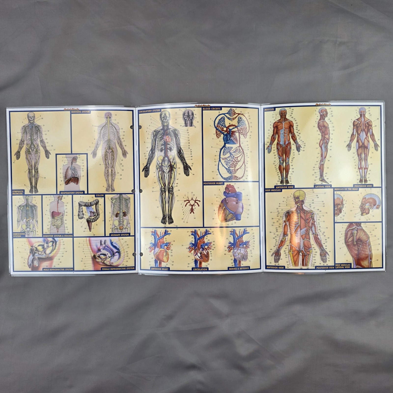 BarCharts QuickStudy Anatomy Terminology Abbreviations Laminated Charts Lot 5