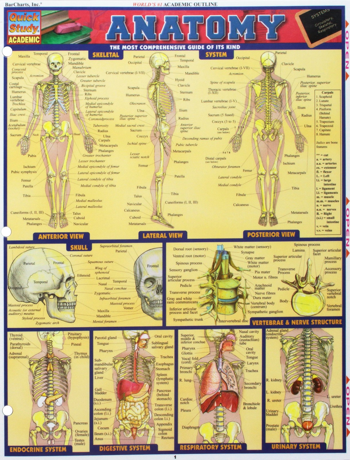 Anatomy – Quick Study Academic BarCharts