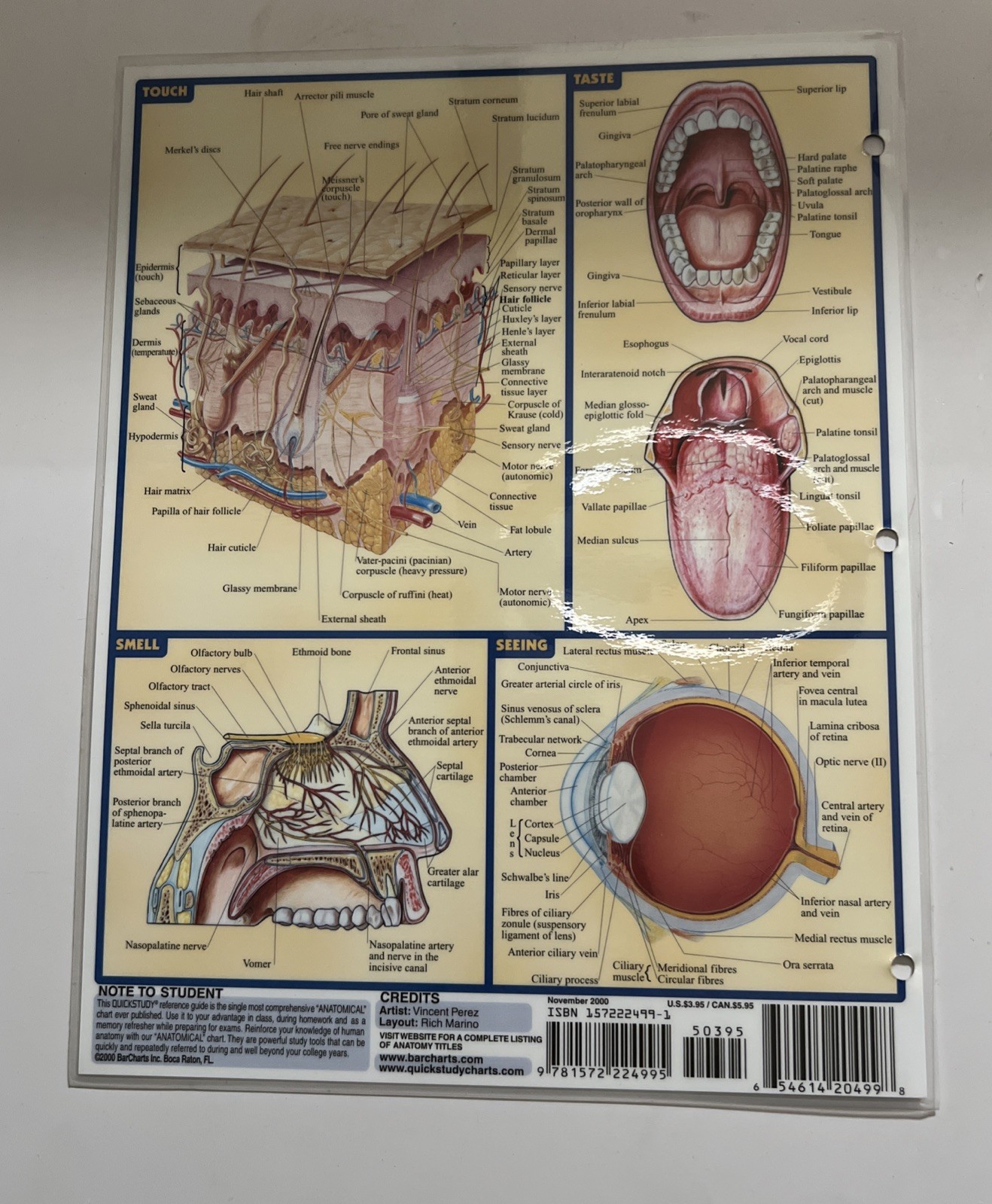 Anatomy Medical Terms Quick Study Academic Reference Study Guides BarCharts