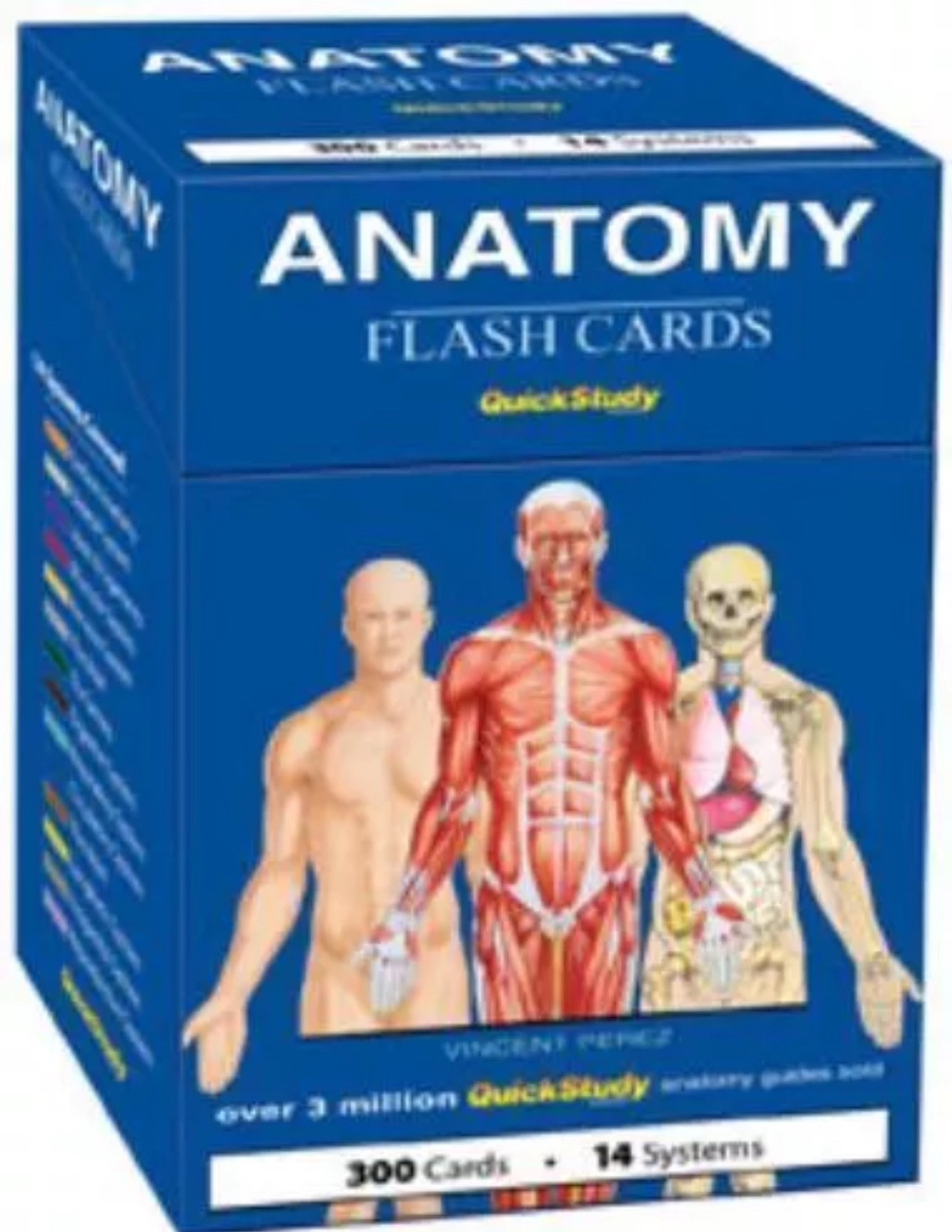Quick Study Anatomy Color Coded Flash Cards Bar Charts Publishing NEW 300 Cards