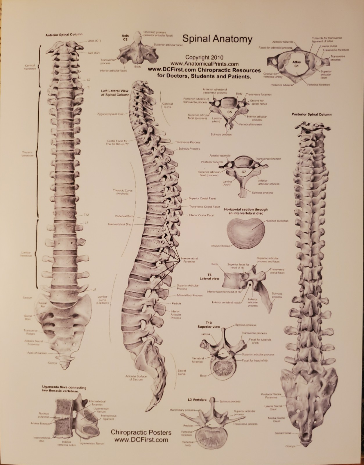 Posts of Parts for Muscular & Skeletal Systems A4 8 Pages