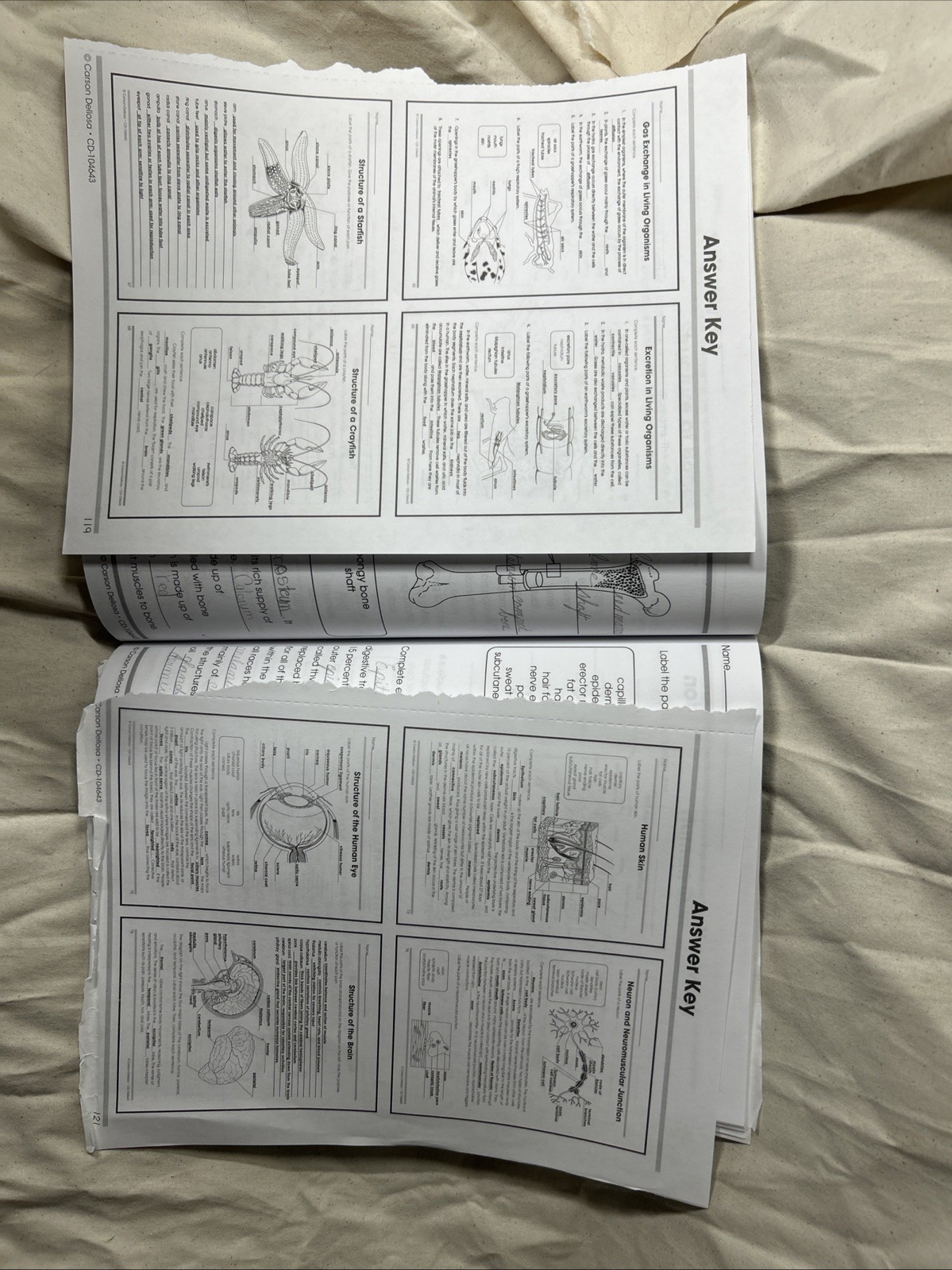 The 100+ Series (Tm) Ser.: Biology by Carson Dellosa Education (2015, Trade…