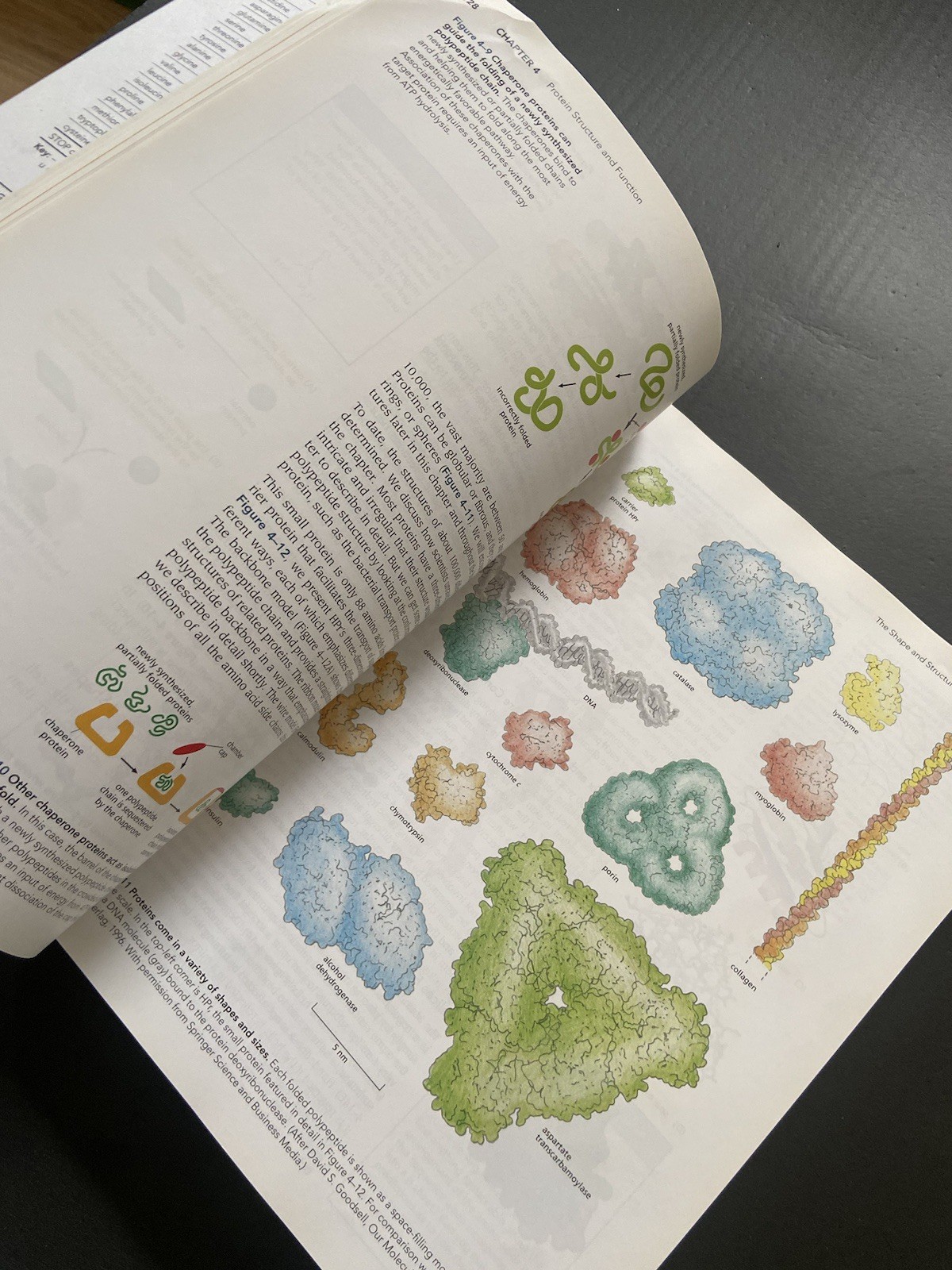 Essential Cell Biology Fourth Edition Alberts, Bray, Hopkin