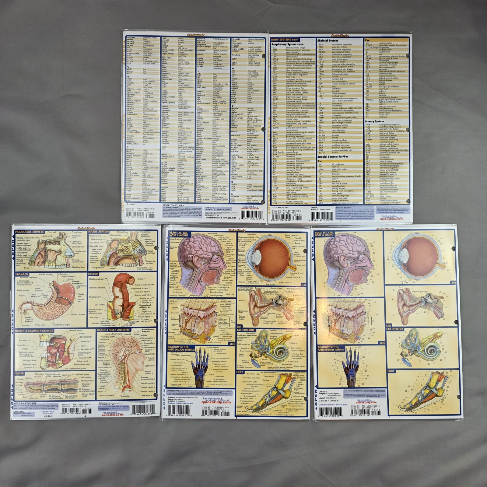 BarCharts QuickStudy Anatomy Terminology Abbreviations Laminated Charts Lot 5