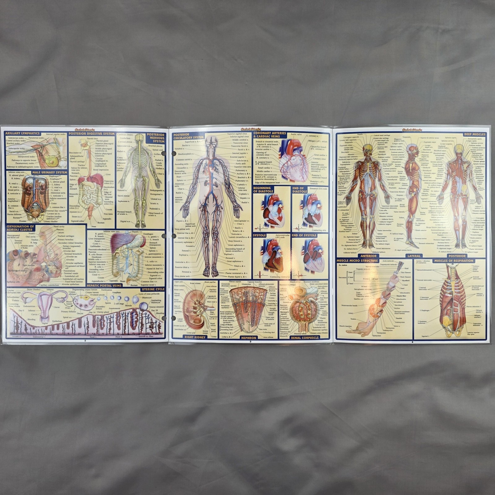 BarCharts QuickStudy Anatomy Terminology Abbreviations Laminated Charts Lot 5