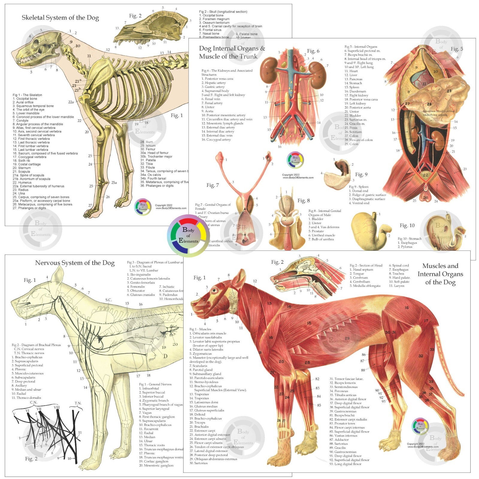 Dog Anatomy 4 Chart Set 8.5″ X 11″ Muscles Skeletal Nerves Veterinary Medicine