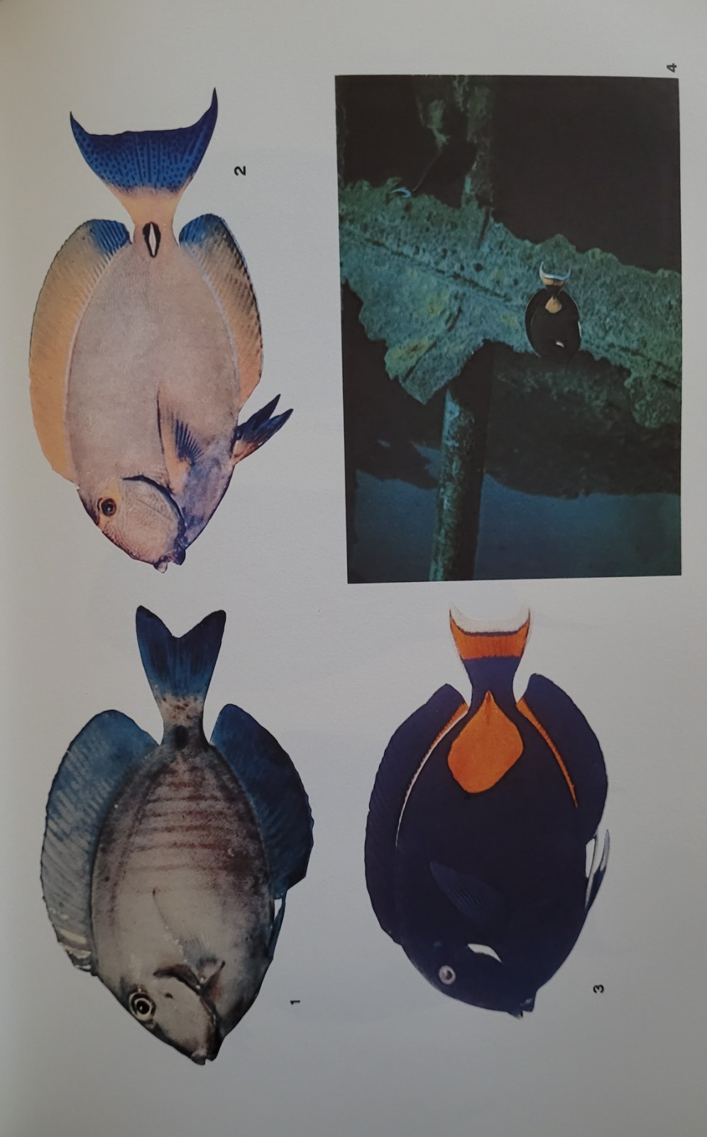 1967 Poisonous & Venomous Marine Animals Vol 2 Halstead – Vintage Marine Biology