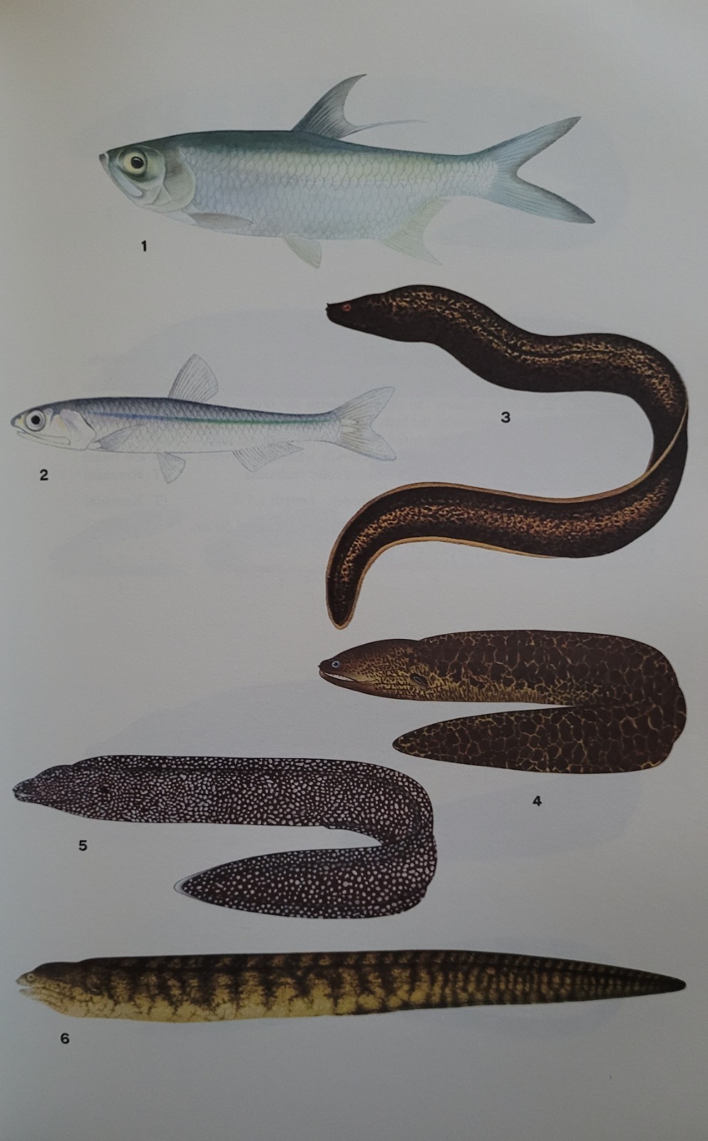 1967 Poisonous & Venomous Marine Animals Vol 2 Halstead – Vintage Marine Biology