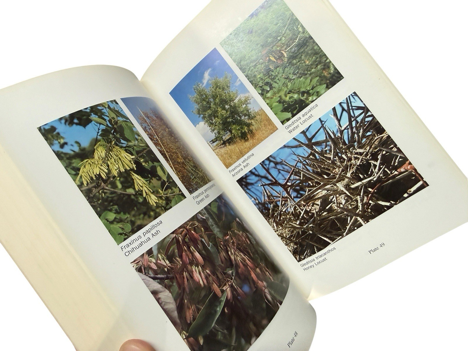 A Field Guide To Texas Trees By Benny J. Simpson Hardcover 1988 Signed by Author