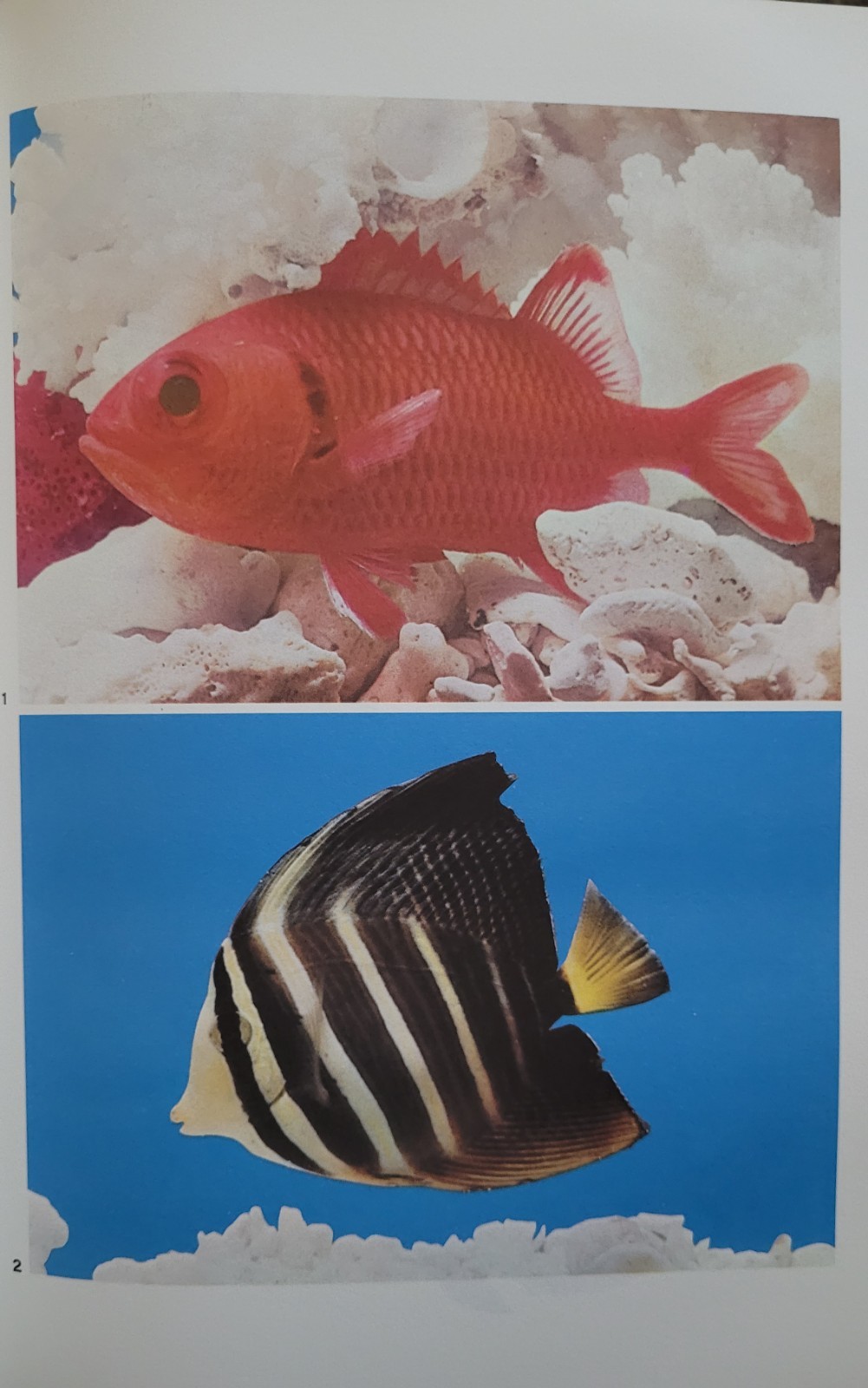 1967 Poisonous & Venomous Marine Animals Vol 2 Halstead – Vintage Marine Biology