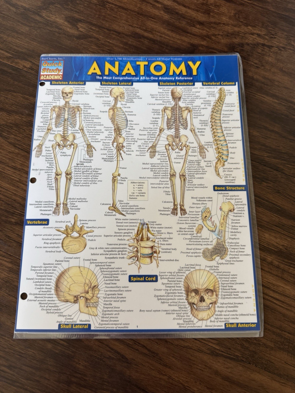 Quick Study Anatomy Laminated Tri-fold Study Guide