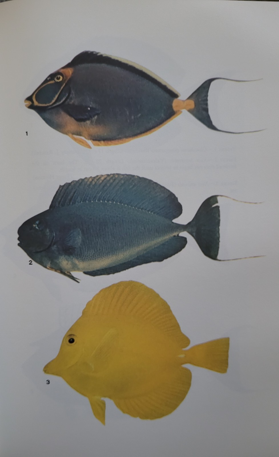 1967 Poisonous & Venomous Marine Animals Vol 2 Halstead – Vintage Marine Biology