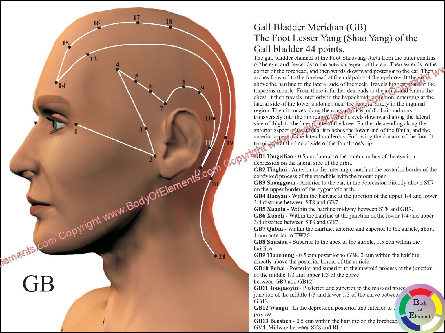 Acupuncture Anatomical Point Location Reference Charts 8.5″ X 11″ Laminated