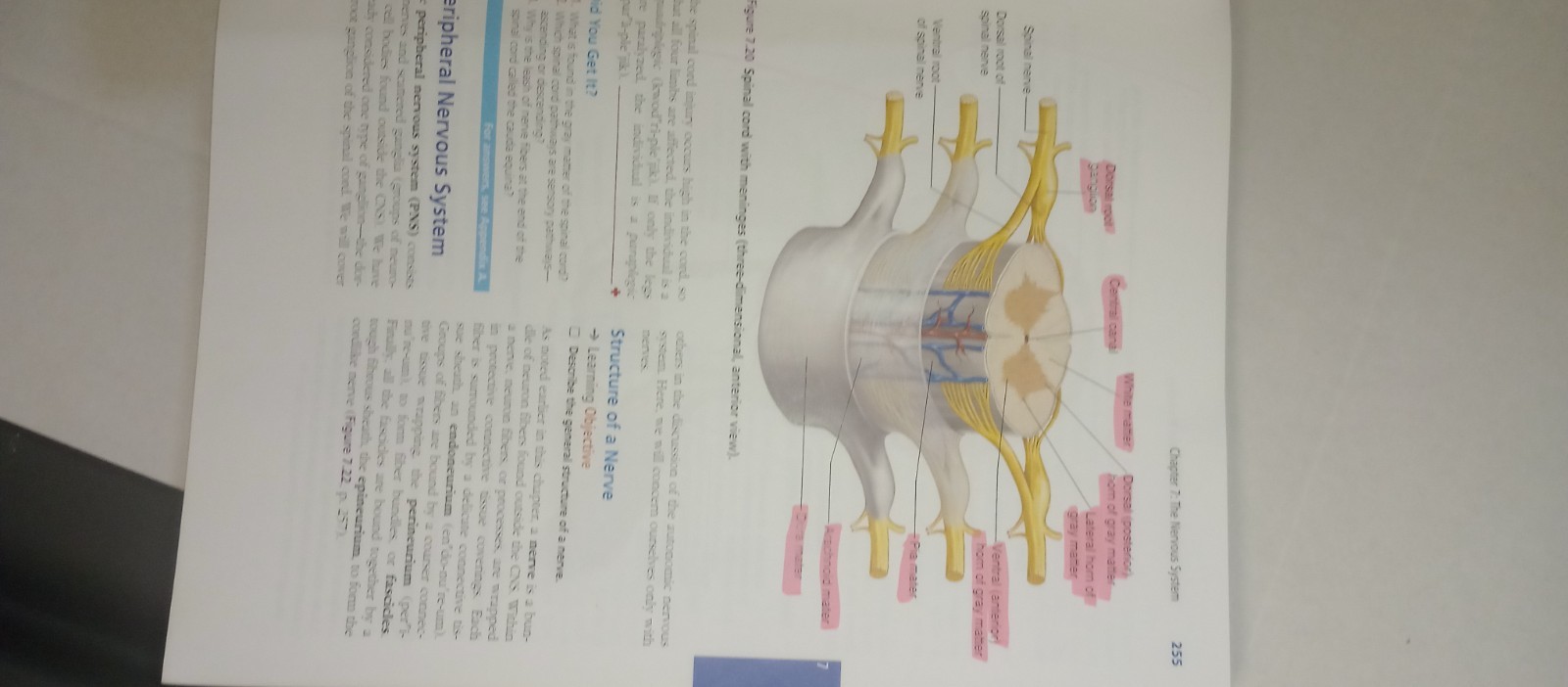 Essentials of Human Anatomy and Physiology by Elaine Marieb and Suzanne…