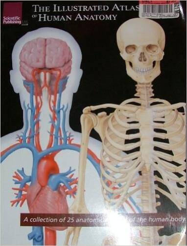 The Illustrated Atlas of Human Anatomy: A Collection of 25 Anatomica – VERY GOOD