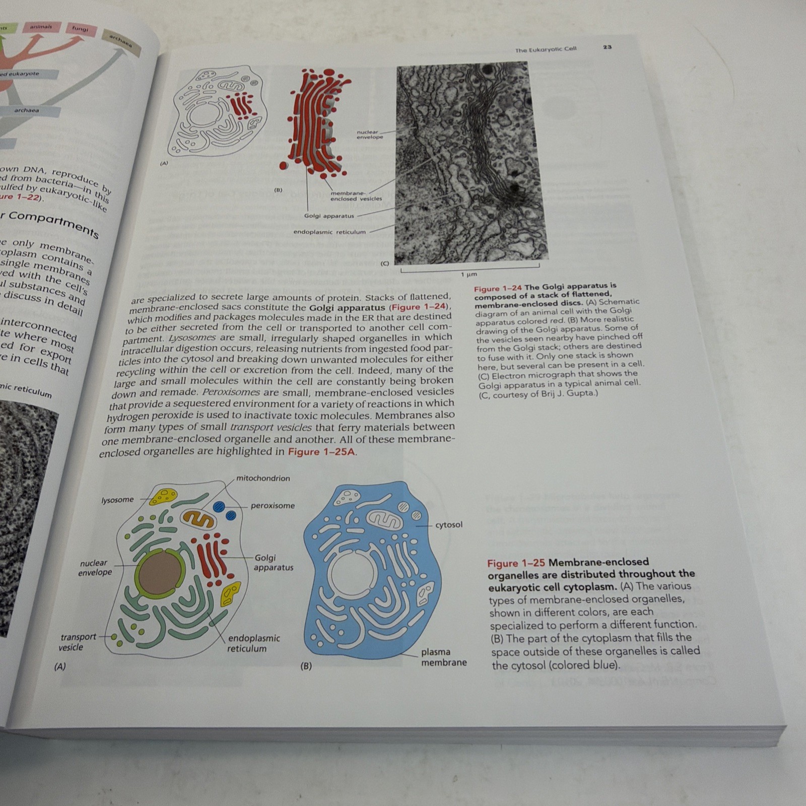 Essential Cell Biology Sixth Edition Paperback 2023 W. W. Norton & Company