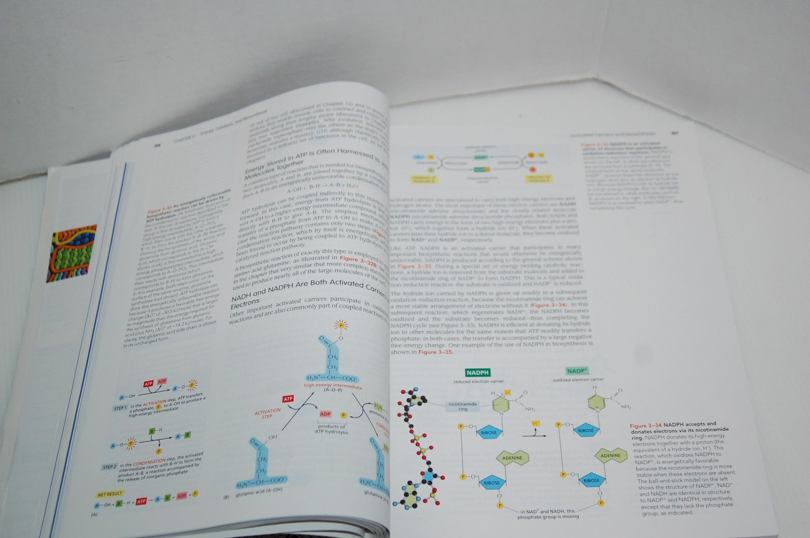 Essential Cell Biology 5th Edition Alberts Hopkin Johnson Morgan Raff Roberts Wa