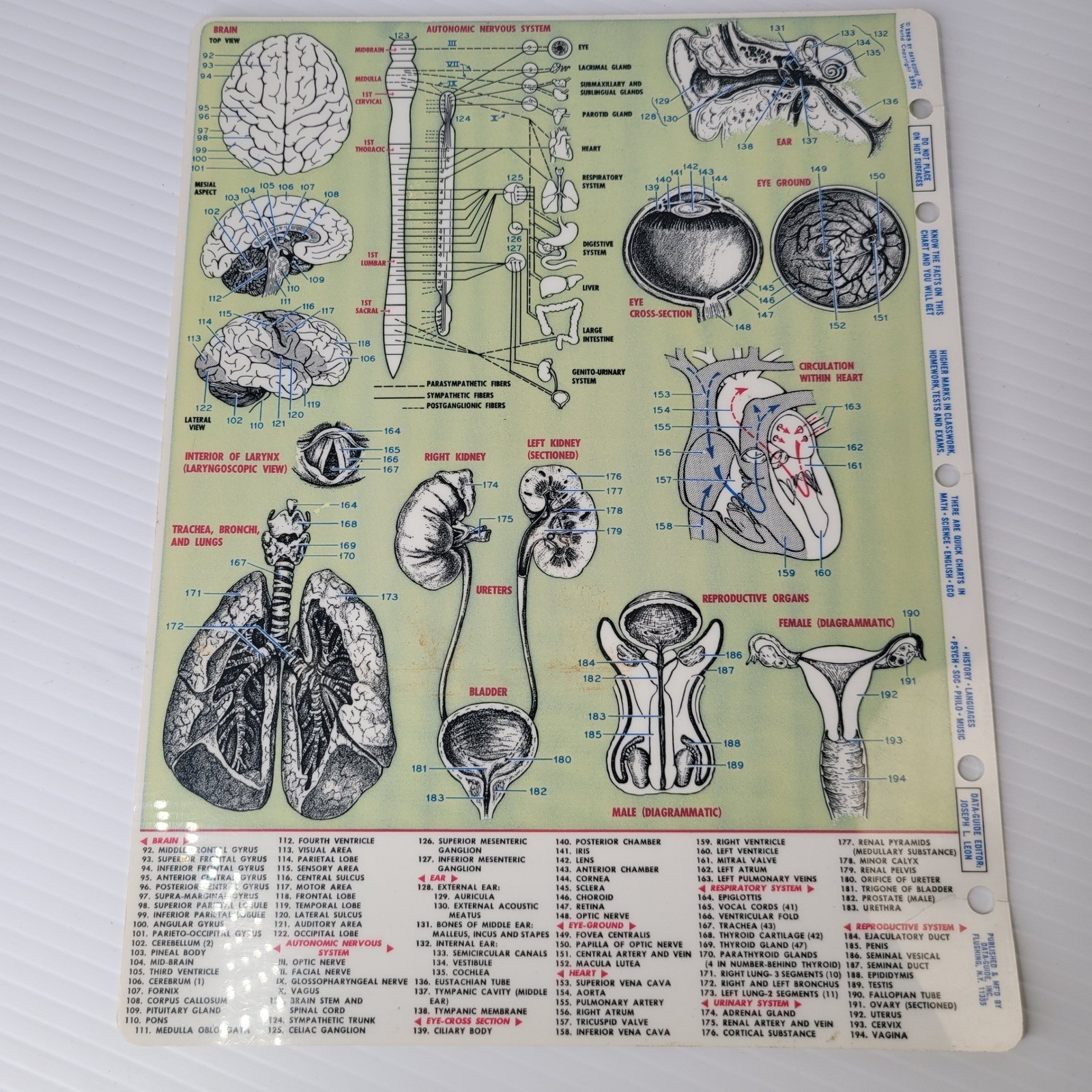 Vis-Ed Medical Terminology Cards Nurse Clinical Guide Anatomy Charts Wound Care