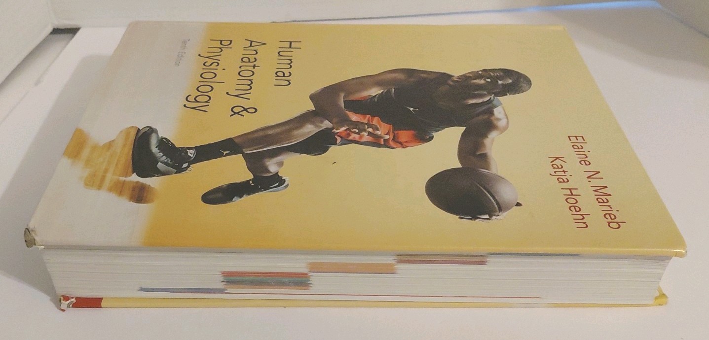 Human Anatomy and Physiology by Elaine N. Marieb and Katja Hoehn (Hardcover)