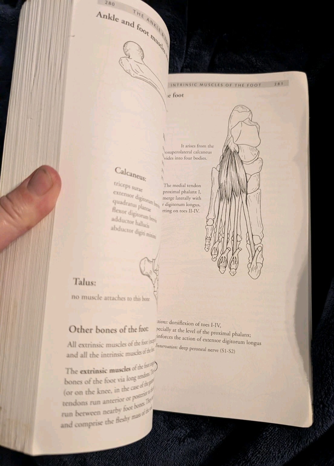 Anatomy of Movement (Revised Edition)
