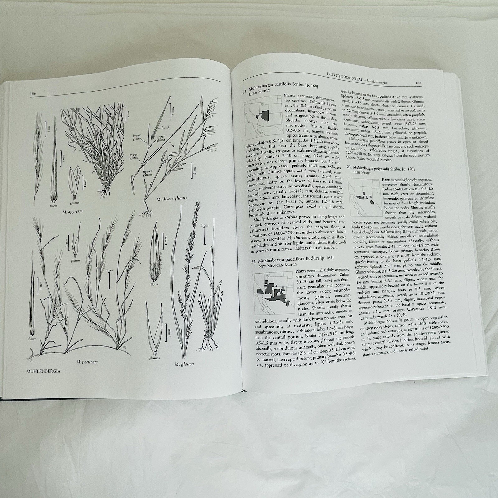Flora of North America Vol 25 Magnoliophyta: Commelinidae (in part): Poaceae,pt2