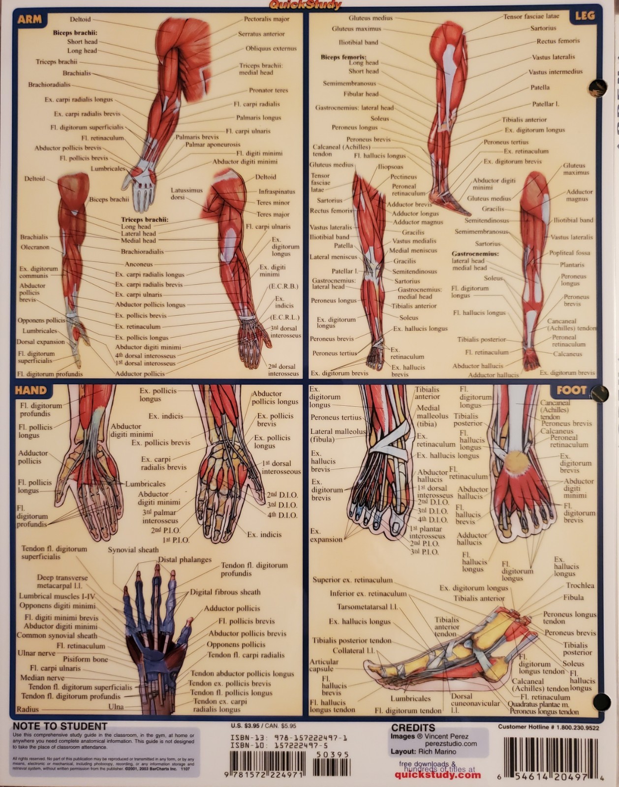 Posts of Parts for Muscular & Skeletal Systems A4 8 Pages